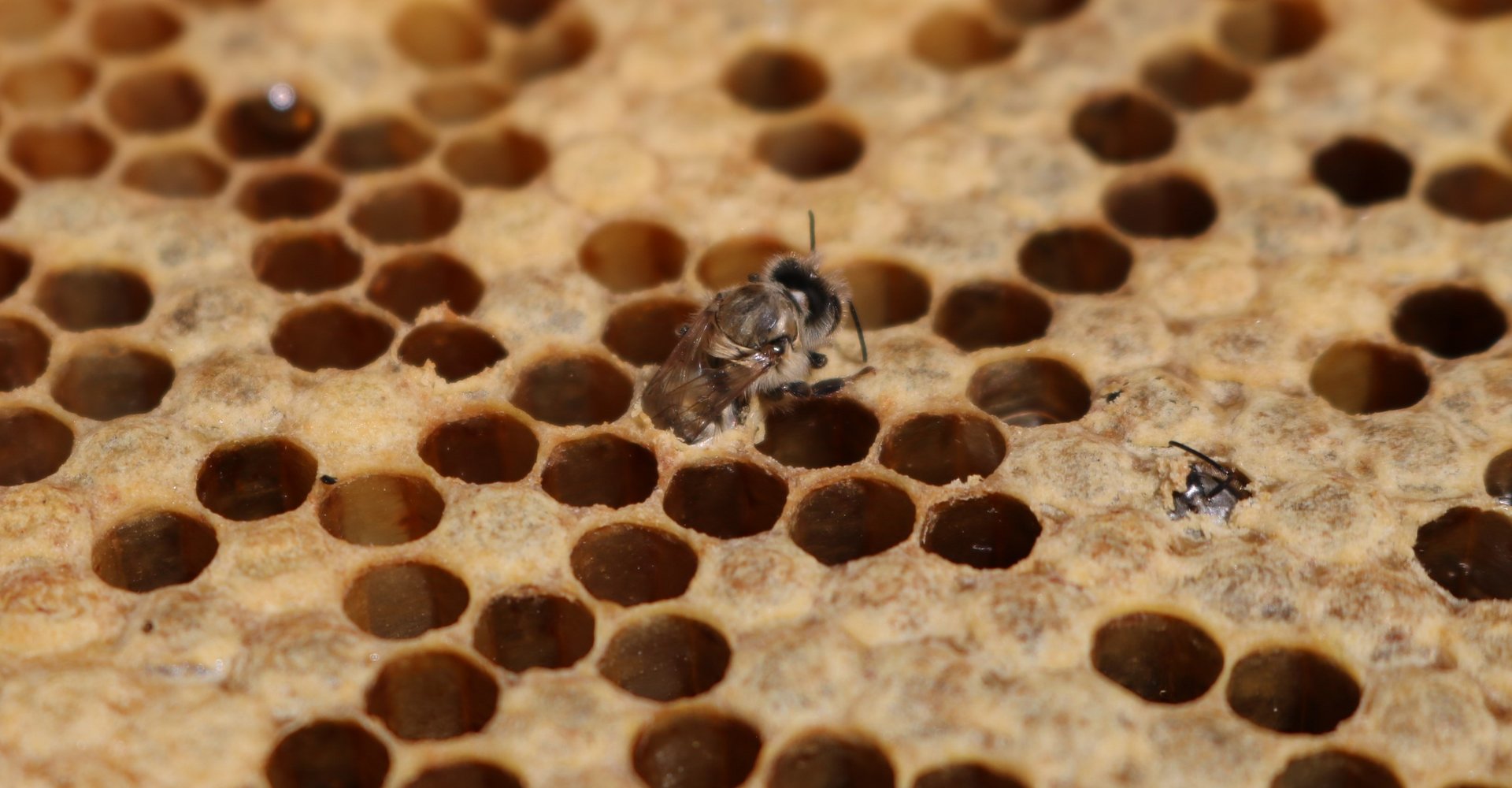Schlüpfende Honigbienen