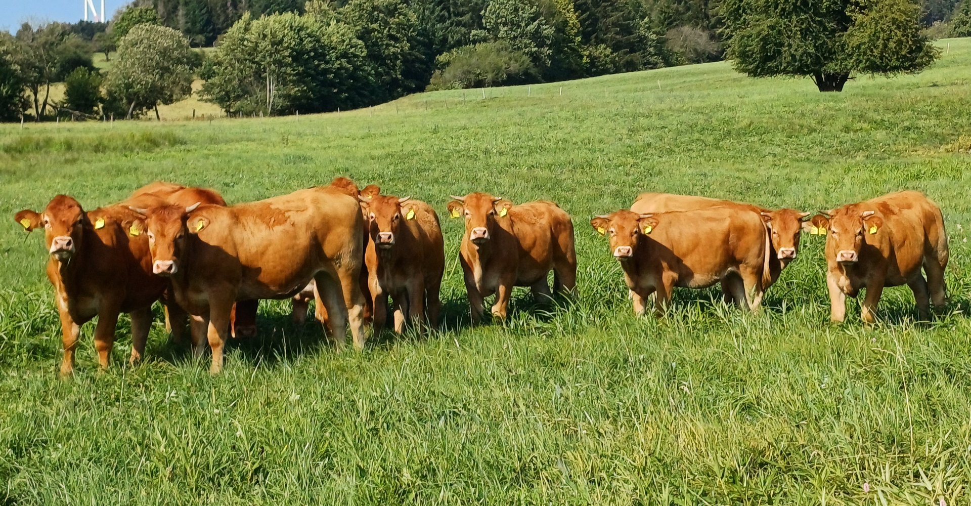 Rinder auf der Weide