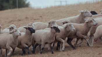 laufende Schafe auf der Weide