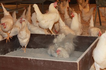 Hühner im Freilauf Stall