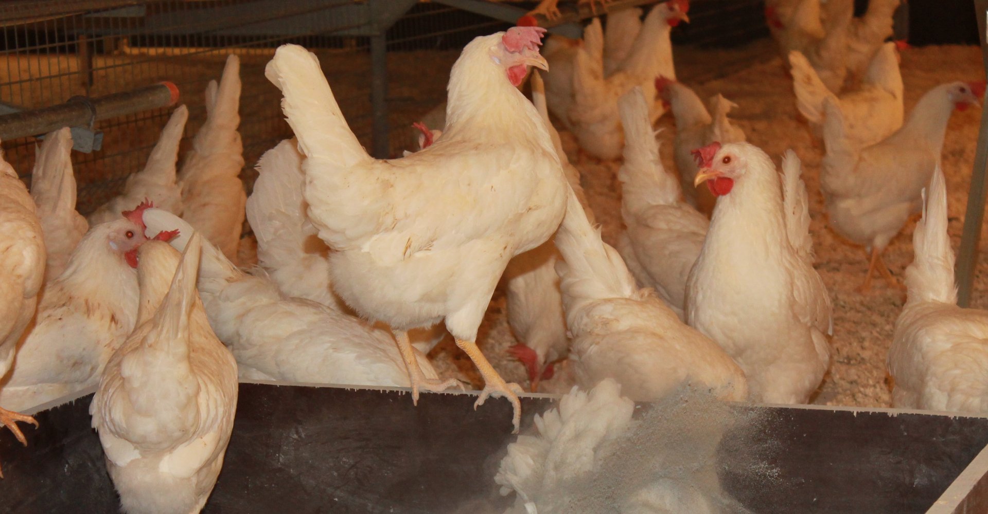 Hühner im Freilauf Stall