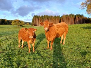 Rinder auf der Weide