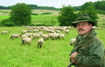 Schafe auf der Weide mit Schäfer