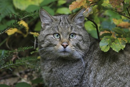 Wildkatze im Nationalpark - Foto Konrad Funk